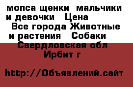 мопса щенки -мальчики и девочки › Цена ­ 25 000 - Все города Животные и растения » Собаки   . Свердловская обл.,Ирбит г.